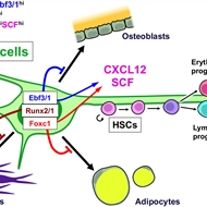 Special Issue: Bone Marrow Aging